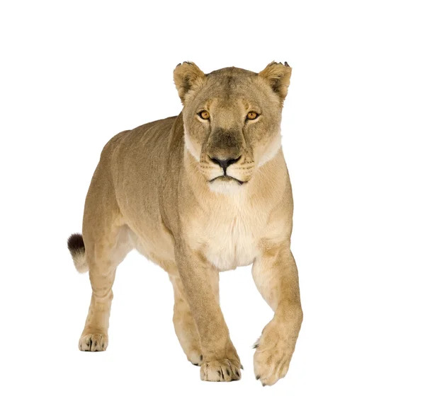 Lioness (8 ani) - Panthera leo — Fotografie, imagine de stoc