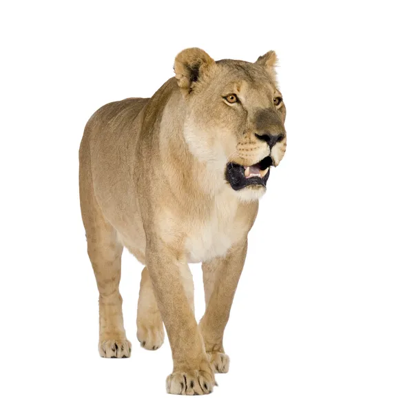 Левиця (8 років) - лев — стокове фото