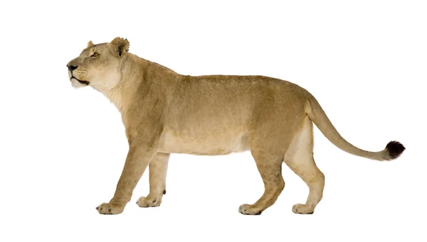 Oroszlán (8 év) - Panthera leo — Stock Fotó