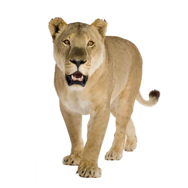 Löwin (8 Jahre) - Panthera leo — Stockfoto