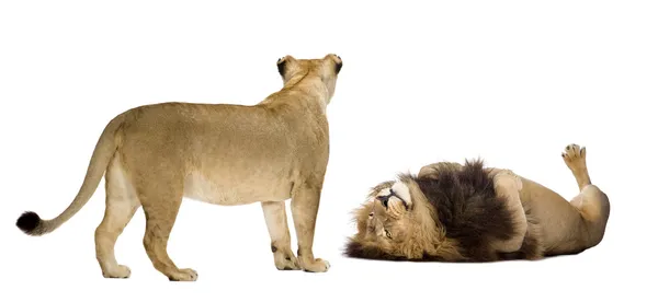 Lion and Lioness — Stock Photo, Image