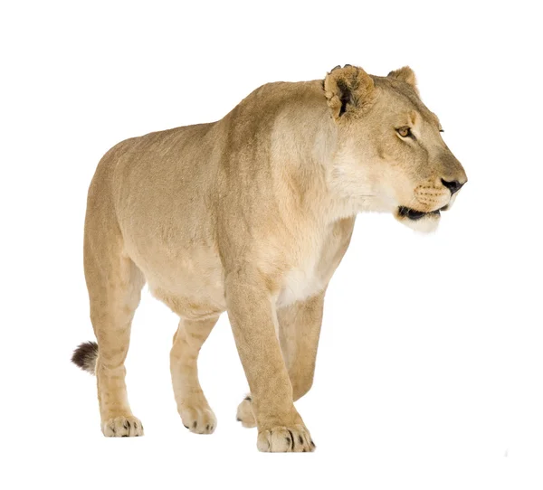 Leona (8 años) - Panthera leo — Foto de Stock