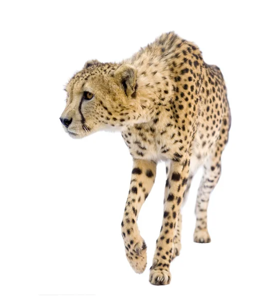 猎豹-猎豹属 jubatus — 图库照片