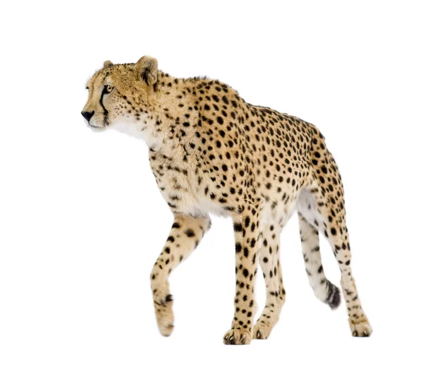 Гепард - ацинонійний ютуб — стокове фото