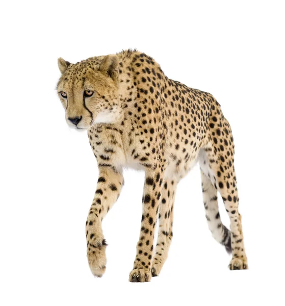 Çita - acinonyx jubatus — Stok fotoğraf