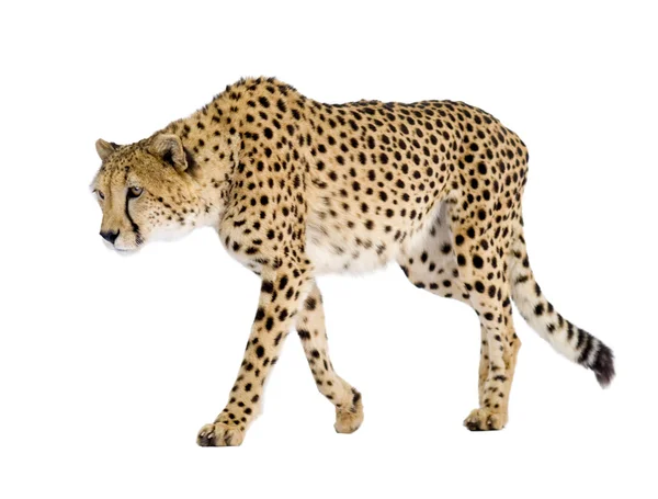 Гепард - ацинонійний ютуб — стокове фото