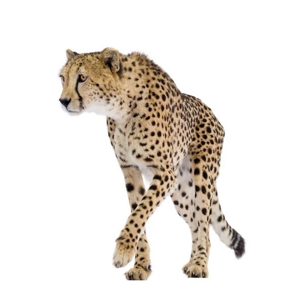 Cheetah - Acinonyx jubatus — Φωτογραφία Αρχείου
