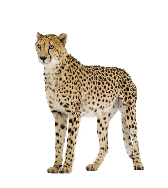 Cheetah - Acinonyx jubatus — Stockfoto
