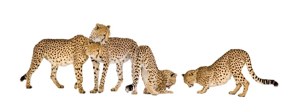Gruppe von Geparden — Stockfoto