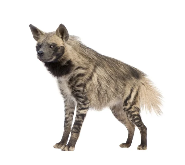 Hiena listrada - Hyaena hyaena — Fotografia de Stock