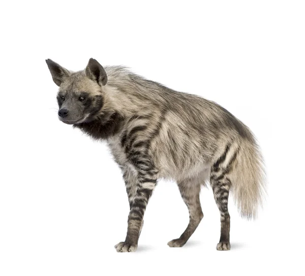 Strimmig hyena - hyaena hyaena — Stockfoto