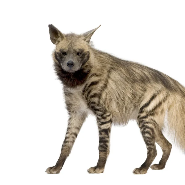Çizgili sırtlan - hyaena hyaena — Stok fotoğraf