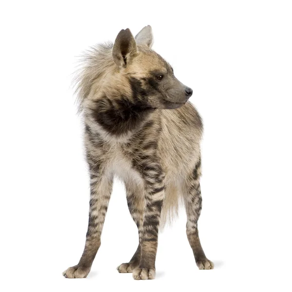 Striped Hyena - Hyaena hyaena — Stock Photo, Image