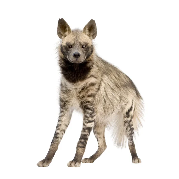 Gestreifte Hyäne - Hyäne Hyäne — Stockfoto