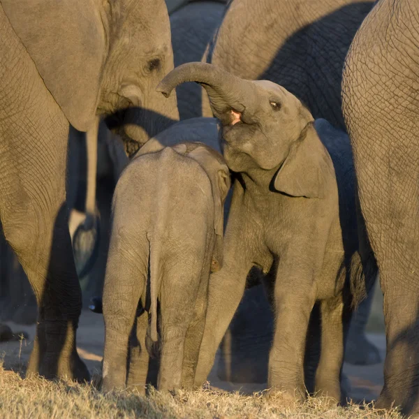 Elefánt borjú — Stock Fotó