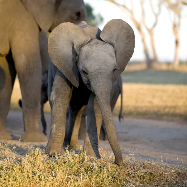 Ελέφαντας μοσχάρι — Φωτογραφία Αρχείου