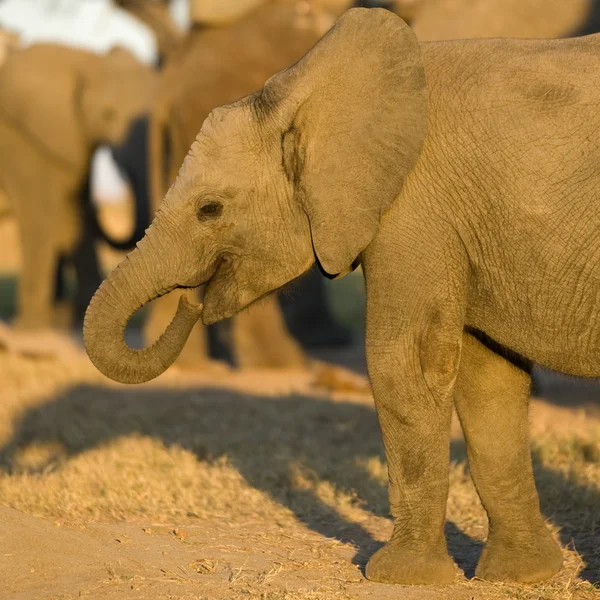 코끼리 종 아리 — 스톡 사진