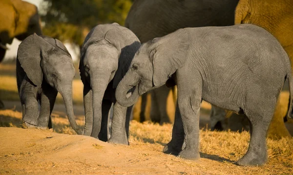 Ternera de elefante — Foto de Stock