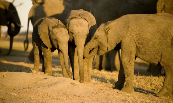 Ternera de elefante —  Fotos de Stock