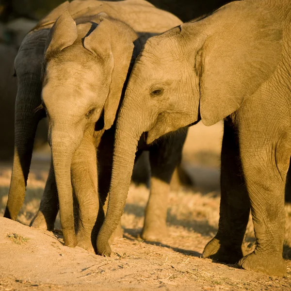 Ternera de elefante — Foto de Stock