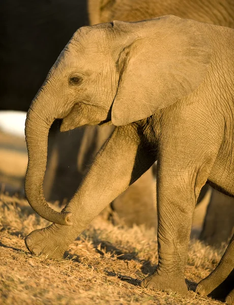 Veau d'éléphant — Photo