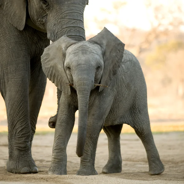 Vitelo elefante — Fotografia de Stock