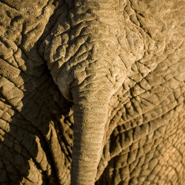 Elephants hud — Stockfoto