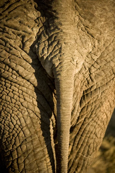 Elefantenfell — Stockfoto