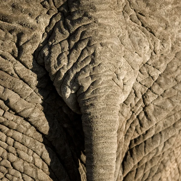 Elephants hud — Stockfoto