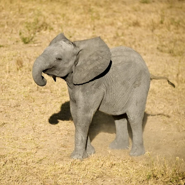 Elephant calf — Stock Photo, Image