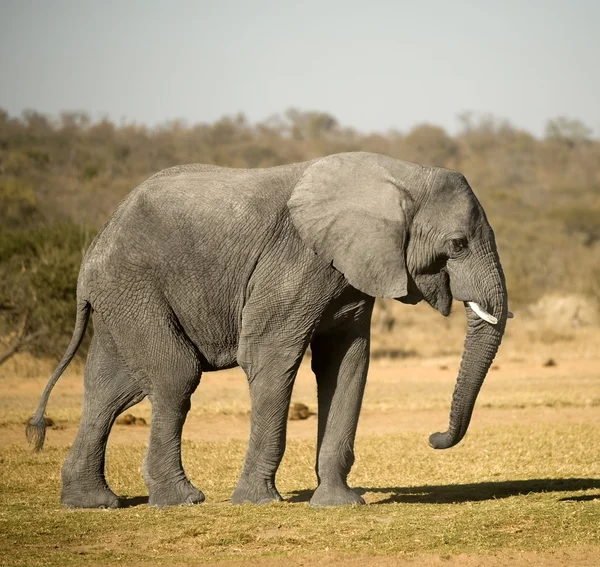 Elefant — Stockfoto