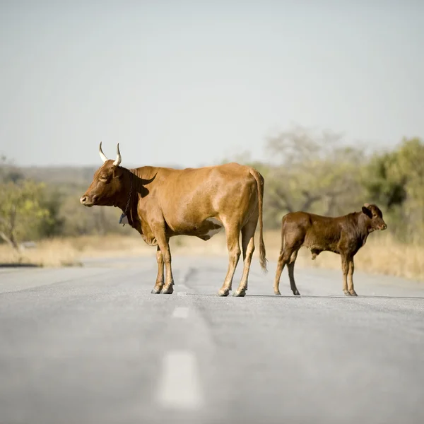 Ko på mitten av vägen — Stockfoto