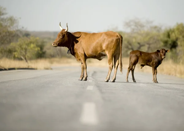 Koe op het midden van de weg — Stockfoto