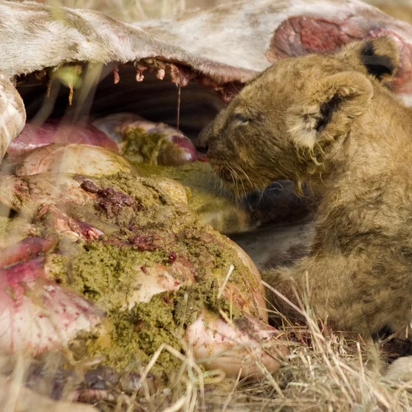 Orgulho de comer leão — Fotografia de Stock