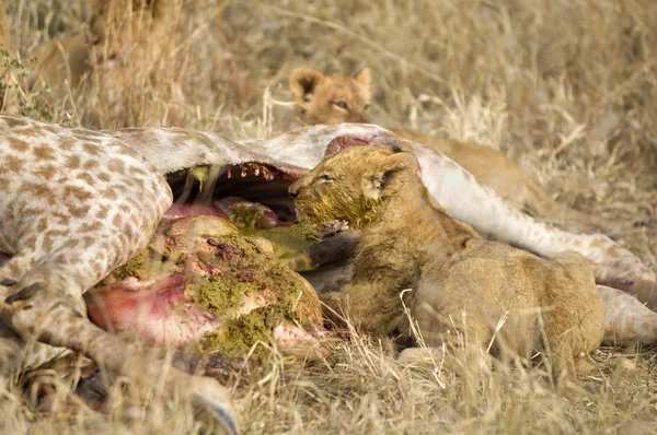 Hrdost lva jíst — Stock fotografie