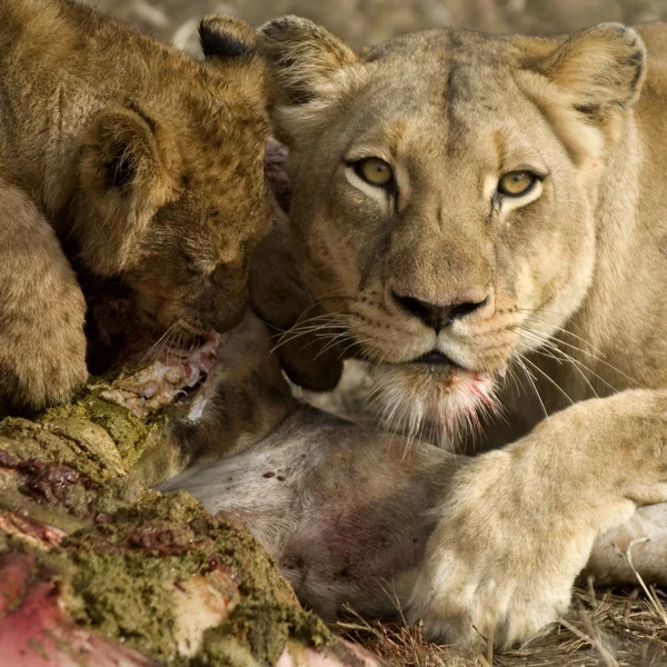 Υπερηφάνεια λιοντάρι τρώει — Φωτογραφία Αρχείου