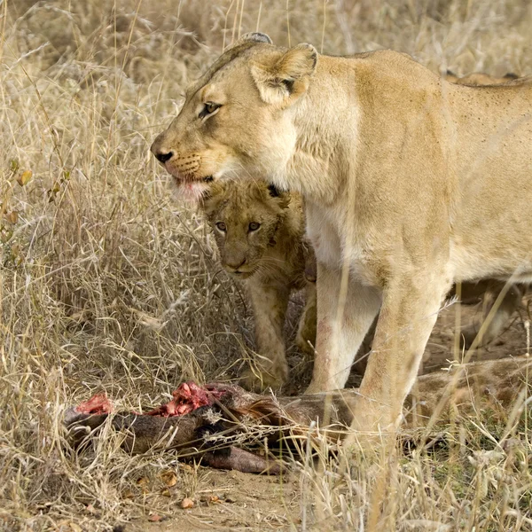 Orgullo de comer leones — Foto de Stock