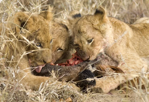 Pride of lion eating — Stock Photo, Image