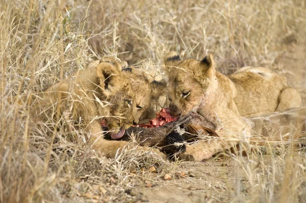Orgullo de comer leones —  Fotos de Stock