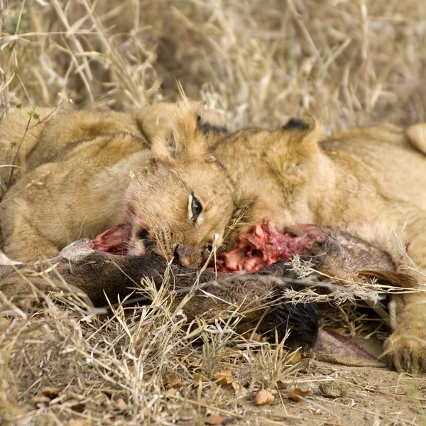 Orgulho de comer leão — Fotografia de Stock