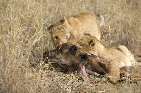 食べるライオンのプライド — ストック写真