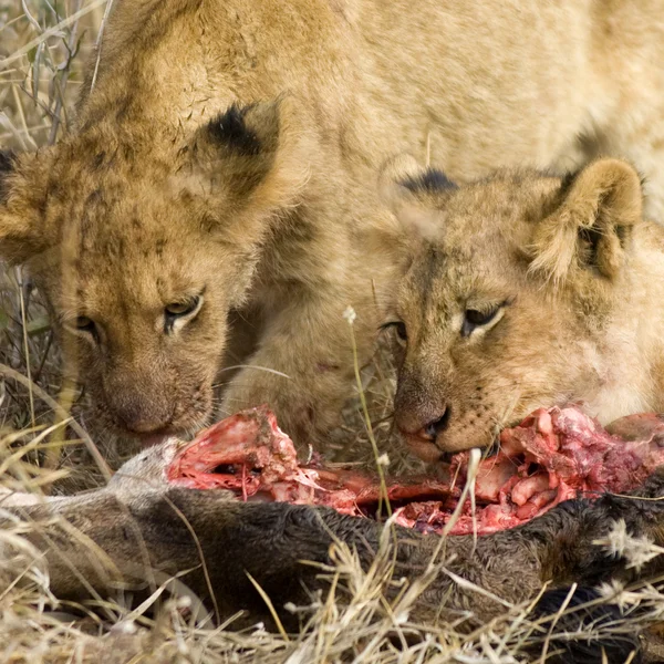 Étkezési oroszlán büszkesége — Stock Fotó