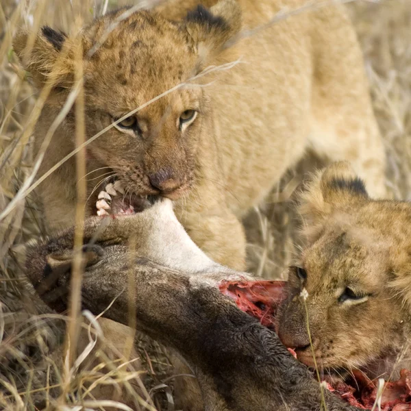 Pride of lion eating — Stock Photo, Image