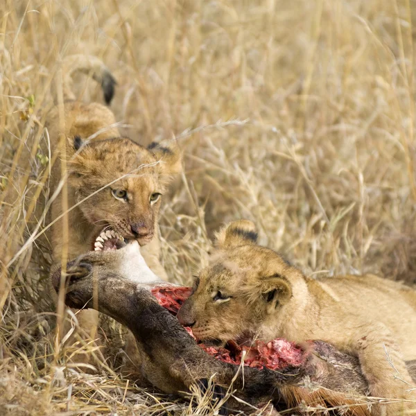 Гордость поедания львов — стоковое фото