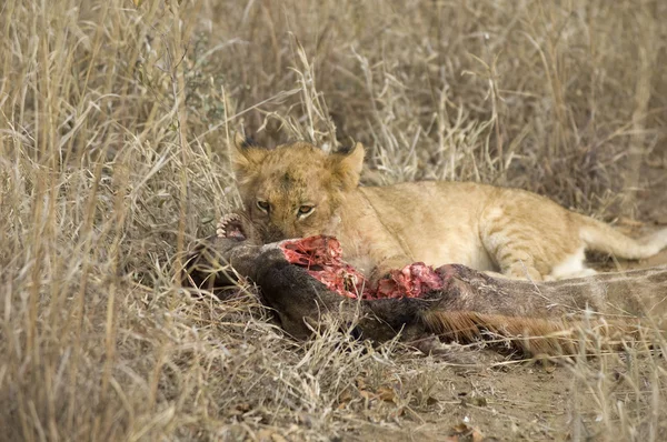 Lionceaux manger — Photo