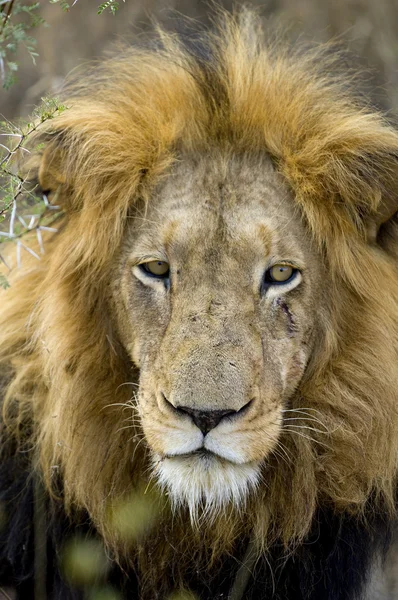 Lion's head — Stockfoto