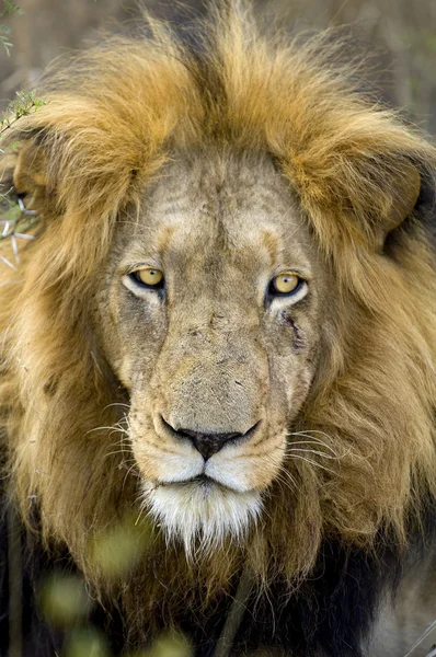 狮子的头 — 图库照片