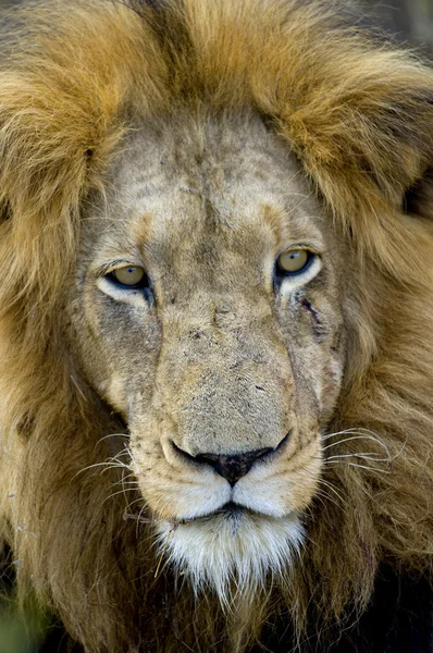 Testa di leone — Foto Stock