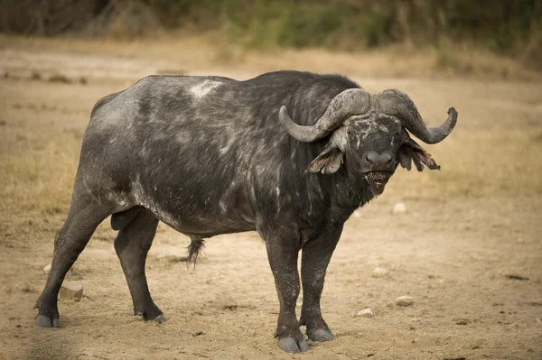 Búfalo velho — Fotografia de Stock
