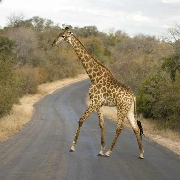 yol geçiş griraffe